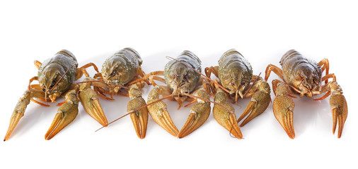 river crayfish
