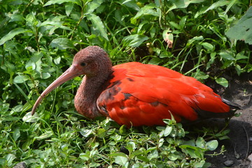 Ibis