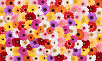 Fototapeta premium Marguerites