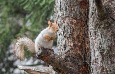 Eurasian red squirrel sitting on a tree branch