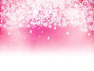 桜　さくら　背景