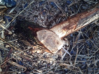 Biber bei der Arbeit