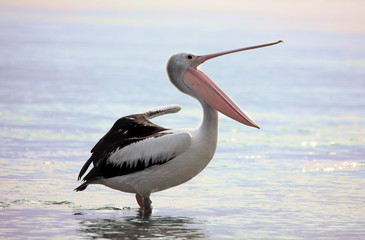 Australian Pelican  Pelecanus conspicillatus yawns stretches - obrazy, fototapety, plakaty