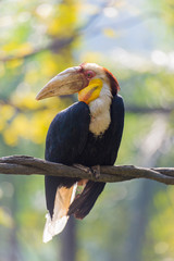 hornbill