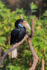 hornbill