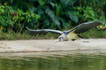 Leptoptilos crumeniferus