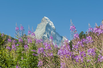 Zermatt, Alpenwiesen, Schweizer Alpen, Matterhorn, Furi, Schweiz