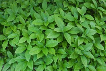 Green leaf in the garden