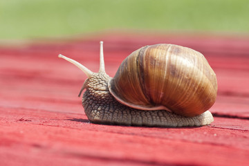 snail