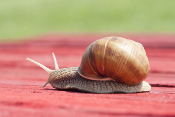 snail