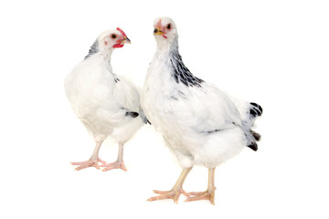 Chickens on white background