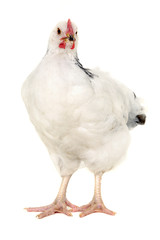 Hen on white background