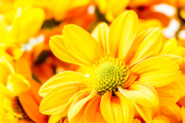 close-up chrysanthemum flower