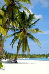 Caribbean beach with palm and white sand