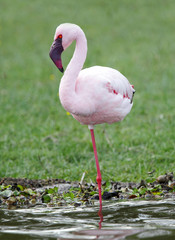 Closeup of a beautiful Flamingo standing on one leg