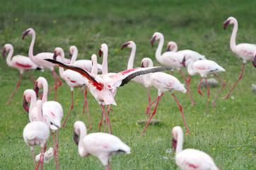 Beautiful Flamingos at Lake Naivasha