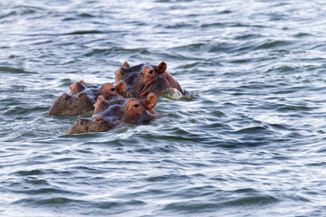 Fototapeta premium Hippos floating in lake Naivasha