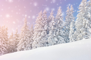 Winter landscape with snow covered trees