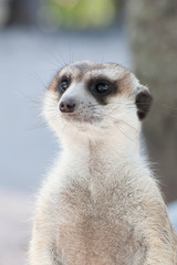 Meerkat