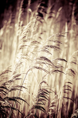 The background - dry yellow grass