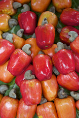 Fresh Ripe Red Brazilian Caju Cashew Fruit