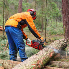 Fototapeta na wymiar The Lumberjack working in a forest.