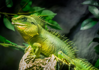 Green lizard