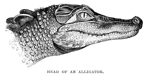 Papier Peint photo Lavable Crocodile alligator