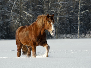 horse in winter