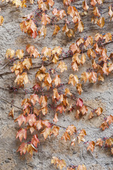 Red leafs on old wall
