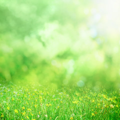 Fototapeta na wymiar Sunny spring meadow