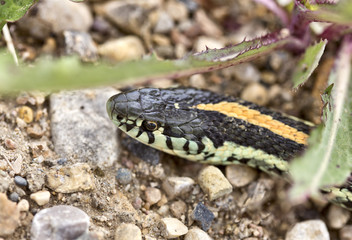 Obraz premium Close up Garter Snake