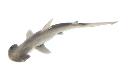The bonnethead shark or shovelhead, Sphyrna tiburo, top view. Is