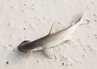 Obraz premium The bonnethead shark or shovelhead, Sphyrna tiburo, lying on the