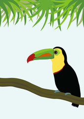 Toucan