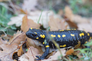 Fire Salamder Amphibian Close View