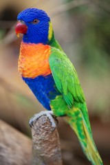 Lorikeet