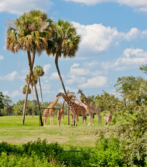 Giraffes in animal kingdom park. © volgariver