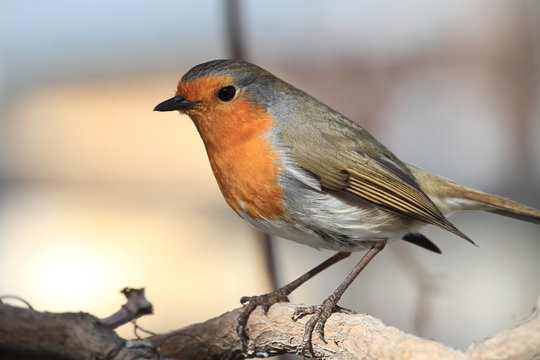 bird