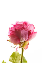Fototapeta premium beautiful rose