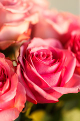 nice roses