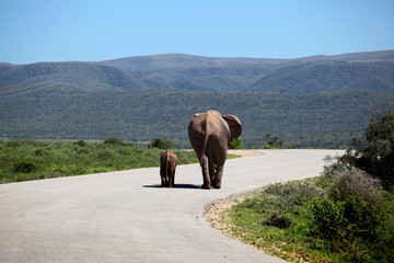 Elefantenfreundschaft