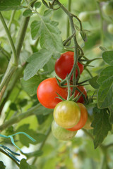 Tomates