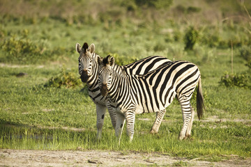 Fototapeta na wymiar Zwei Zebras am Loch