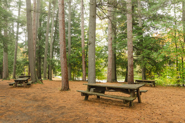 Recreation Area in a Forest