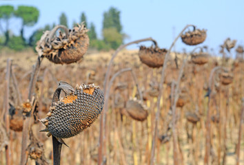 Field of drying sunflowers in Tuscany, selective focus