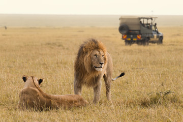 Obraz premium African lion couple and safari jeep