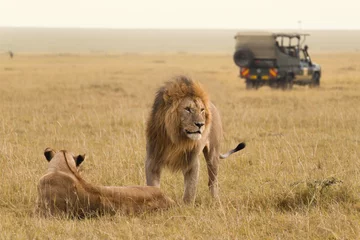 Fototapeten Afrikanisches Löwenpaar und Safari-Jeep © Ana Gram