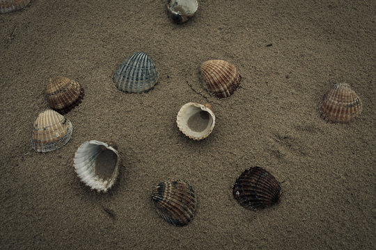 Textura conchas en la playa