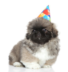 Pekingese puppy in party cone